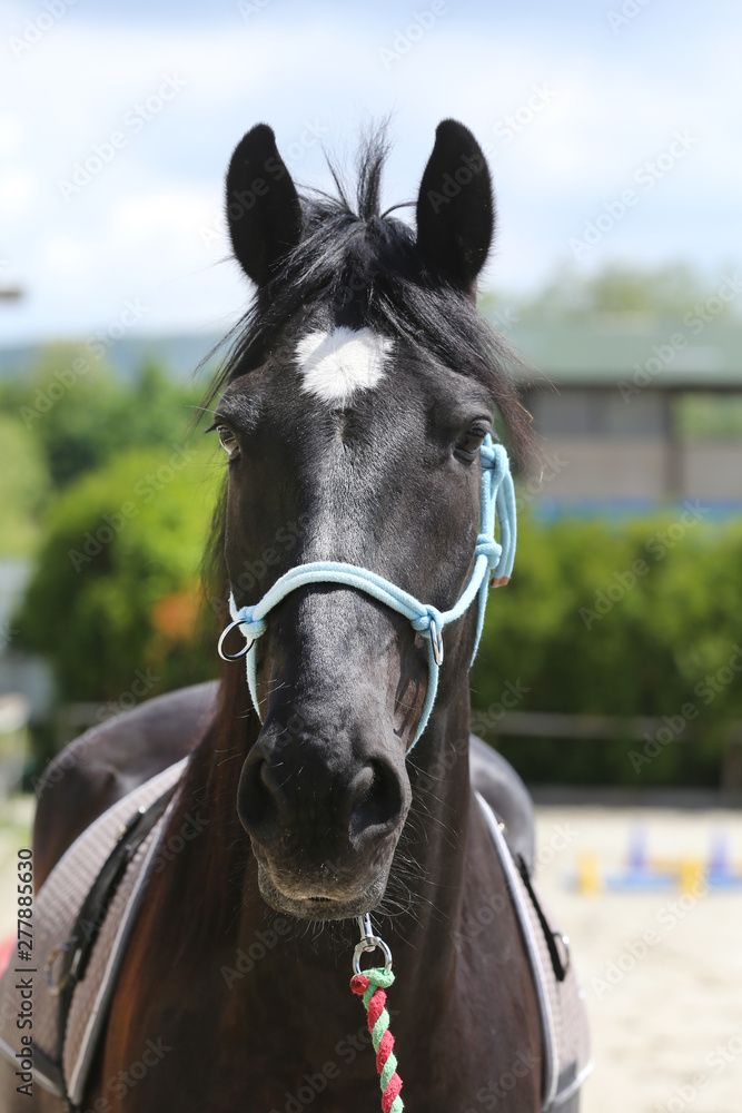 Obraz premium Beautiful horse head closeup with reins during training