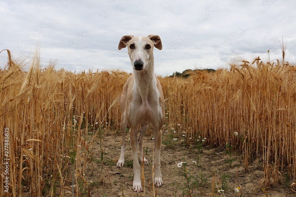 beautiful galgo is standing in a corn field beautiful galgo is standing in a corn field