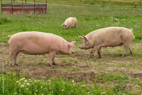 Fotografie, Obraz Large pigs rooting in a green summer field