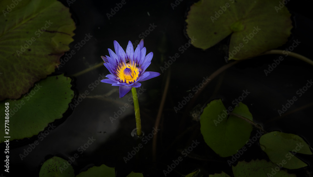Beautiful violet purple lotus flower blossom Beautiful violet purple lotus flower blossom