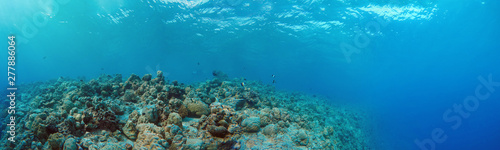Underwater Panorama of Tropical Reef © aryfahmed