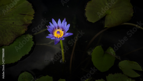 Beautiful violet purple lotus flower blossom