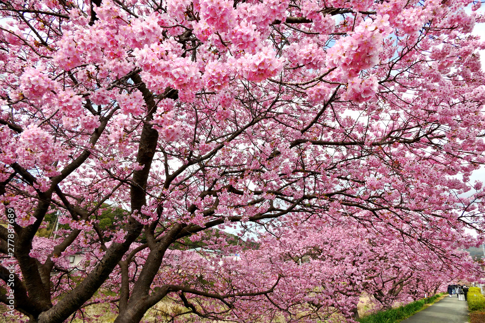 Beautiful view of Kawazu Sakura (Pink Cherry Blossom) tunnel in Minami Izu town, Shizuoka, Japan
