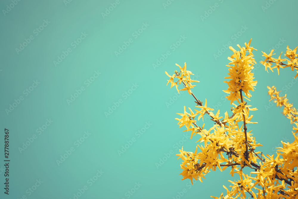 Obraz premium Yellow blooming Forsythia flowers on the blue sky background. A branch with bright yellow flowers in spring close up. Golden Bell, Forsythia x intermedia, europaea beautiful flower