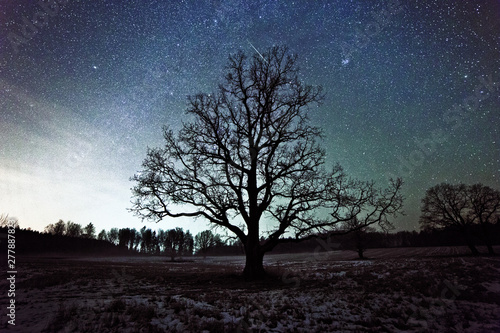 Large oak tree in the background of the starry sky. Long exposure