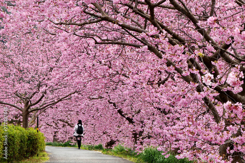 Beautiful view of Kawazu Sakura (Pink Cherry Blossom) tunnel in Minami Izu town, Shizuoka, Japan photo
