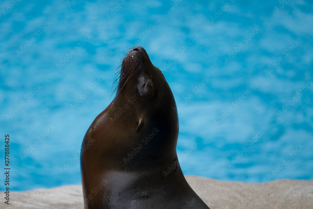 Naklejka premium アシカ