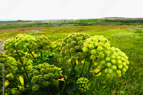 Angelica archangelica also called wild celery grows in the green meadows near Thingvallavatn lake in Iceland.