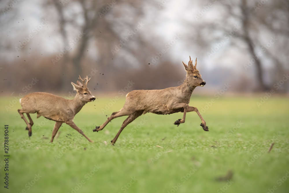 Two wild roe deer, capreolus capreolus, bucks chasing each other in spring nature. Dominant male protecting territory and expelling its rival away. Dynamic wildlife scenery of two animals. Two wild roe deer, capreolus capreolus, bucks chasing each other in spring nature. Dominant male protecting territory and expelling its rival away. Dynamic wildlife scenery of two animals.