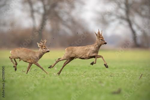 Two wild roe deer  capreolus capreolus  bucks chasing each other in spring nature. Dominant male protecting territory and expelling its rival away. Dynamic wildlife scenery of two animals.