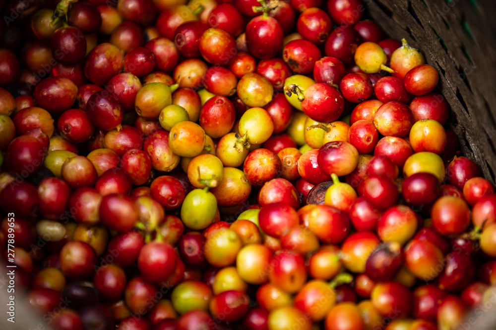 raw coffee beans in the basket farmer raw coffee beans in the basket farmer