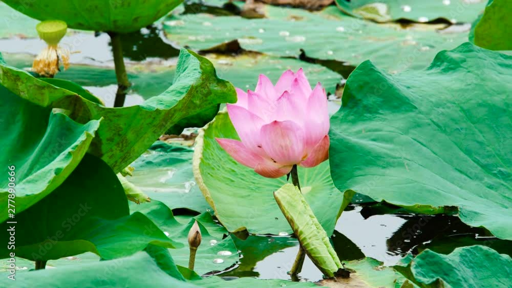 Close up of big pink lotus flower - water lily flower. Close up of big pink lotus flower - water lily flower.