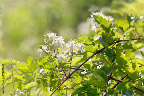 Clematis vitalba colorful bright summer floral background