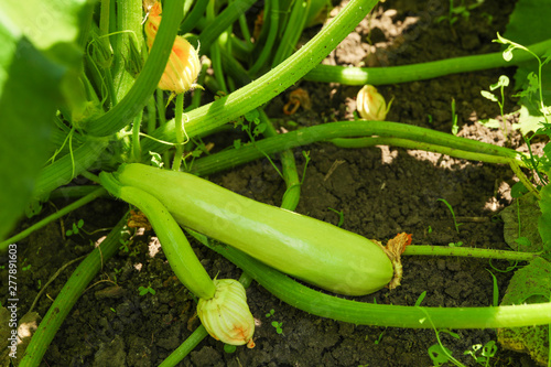 Green zucchini plant and fruit, close up