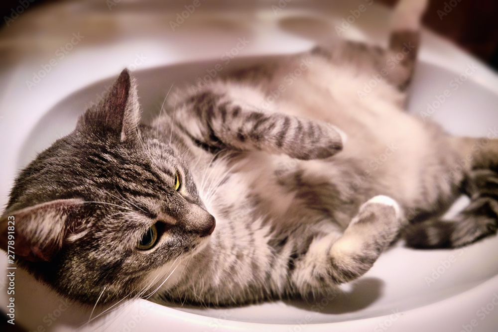 Сat is hot, he in a white washbowl. Grey cat lying in the sink. Pet in the bathroom.