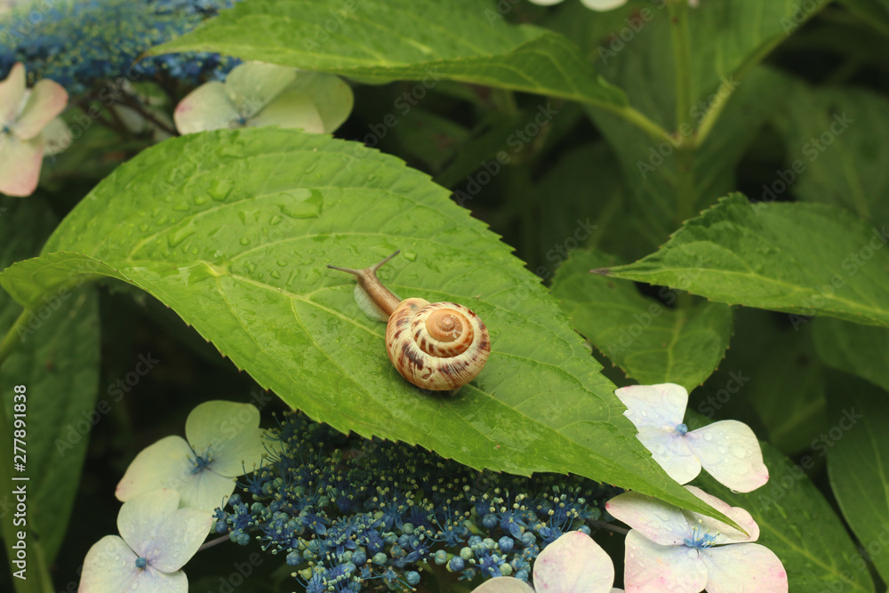 栃木県矢板市沢 沢観音寺 カタツムリとアジサイ Stock Photo Adobe Stock