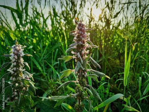 motherwort hearty closeup on the background of grass and sunset