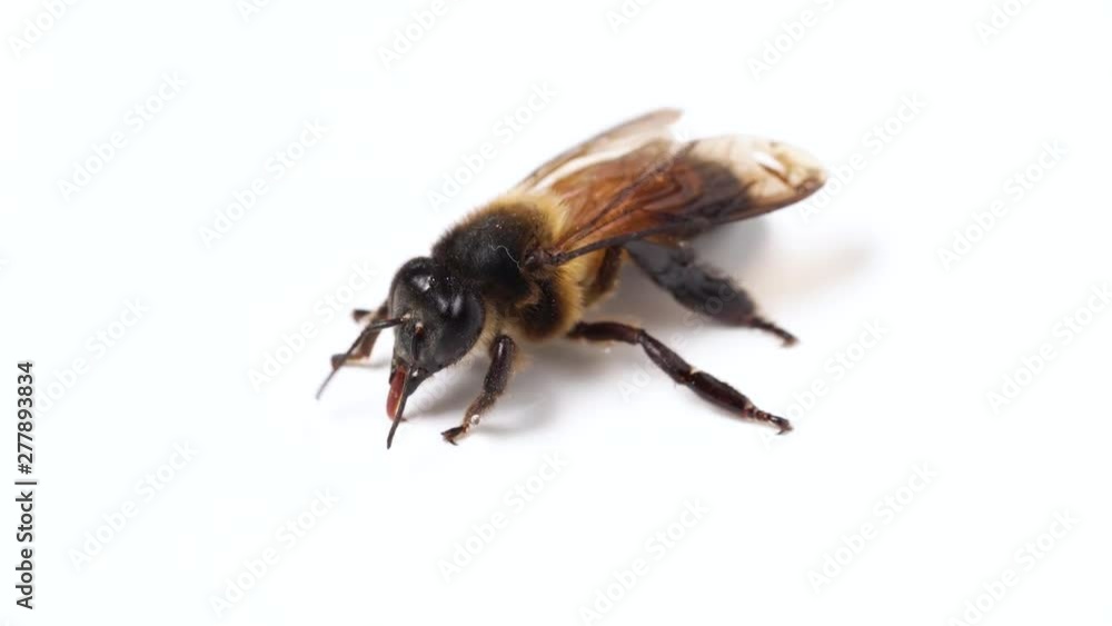 insect honey bee isolated on white background insect honey bee isolated on white background