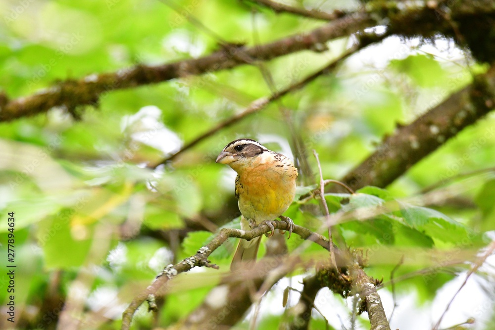 A Closeup of Black-headed Grosbeak. female Burnaby Lake BC Canada A Closeup of Black-headed Grosbeak. female Burnaby Lake BC Canada