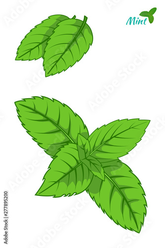 Mint leaf, peppermint green leaves set isolated on white background hand drawn sketch vector ilustration.