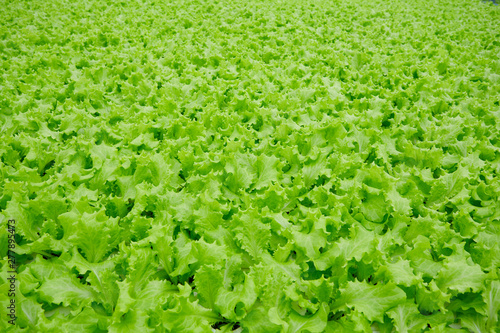 Agricultural Vegetable Field with Green Lettuce