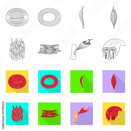 Vector illustration of fiber and muscular sign. Set of fiber and body stock symbol for web.