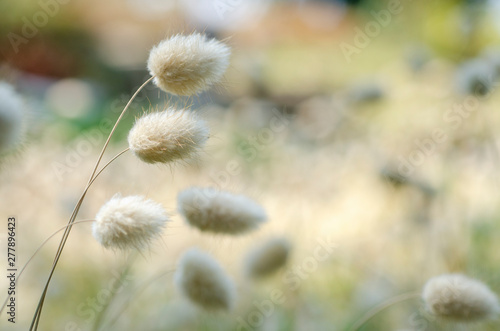 White grass blur with blurred pattern background.