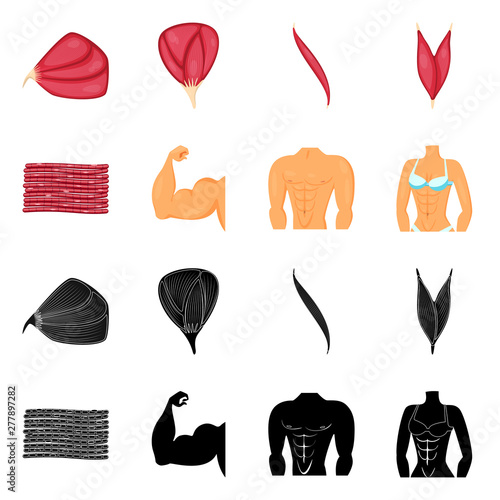 Vector design of fiber and muscular icon. Collection of fiber and body stock vector illustration.