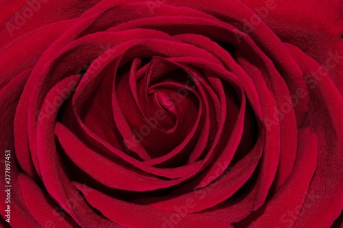 A single red rose seen up close through a macro lens  filling the frame with attractive petal textures and shadows. A popular floral gift for Valentine s Day.