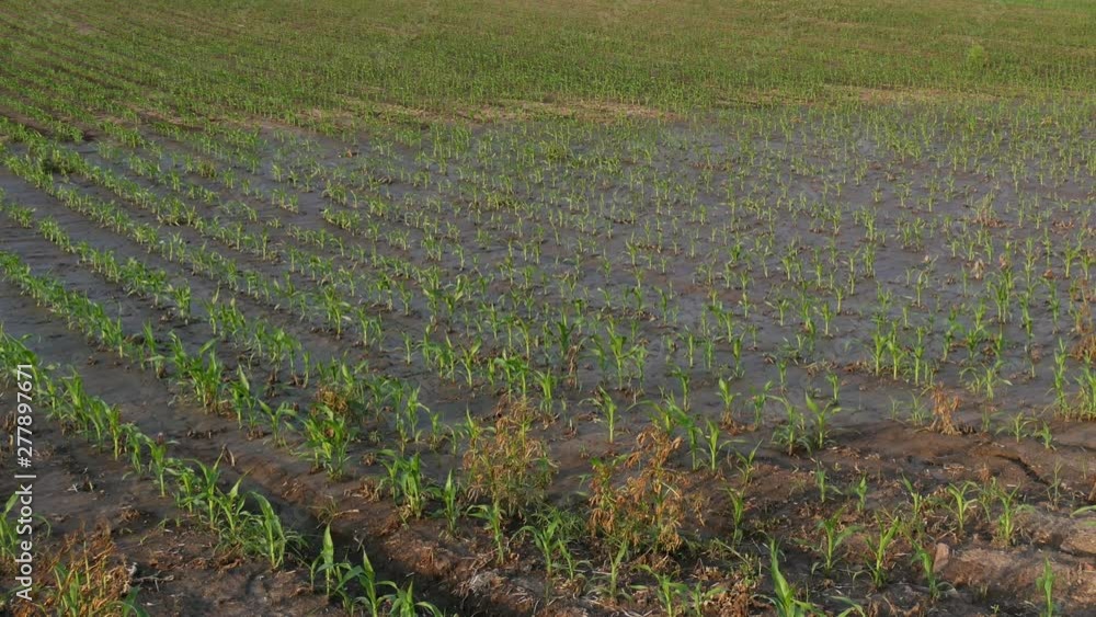 Panning video of young green corn plants in mud, damaged field after flood Panning video of young green corn plants in mud, damaged field after flood