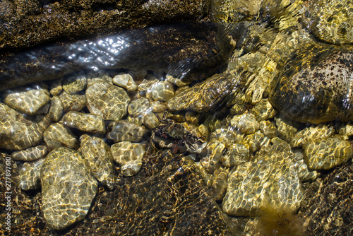 Crab on stones under water, Black Sea © Olivia