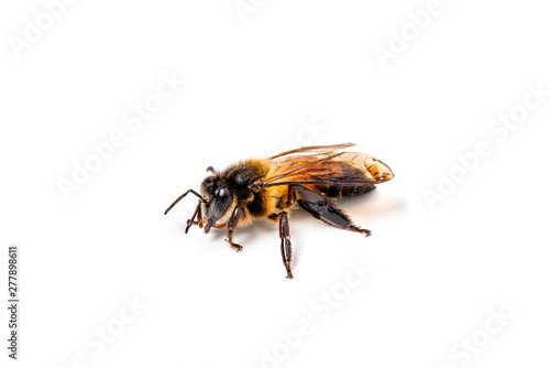 insect honey bee isolated on white background