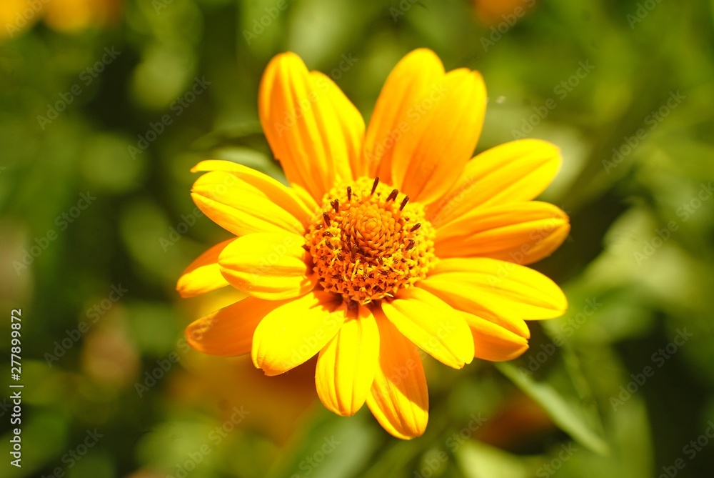 yellow flower in the garden yellow flower in the garden