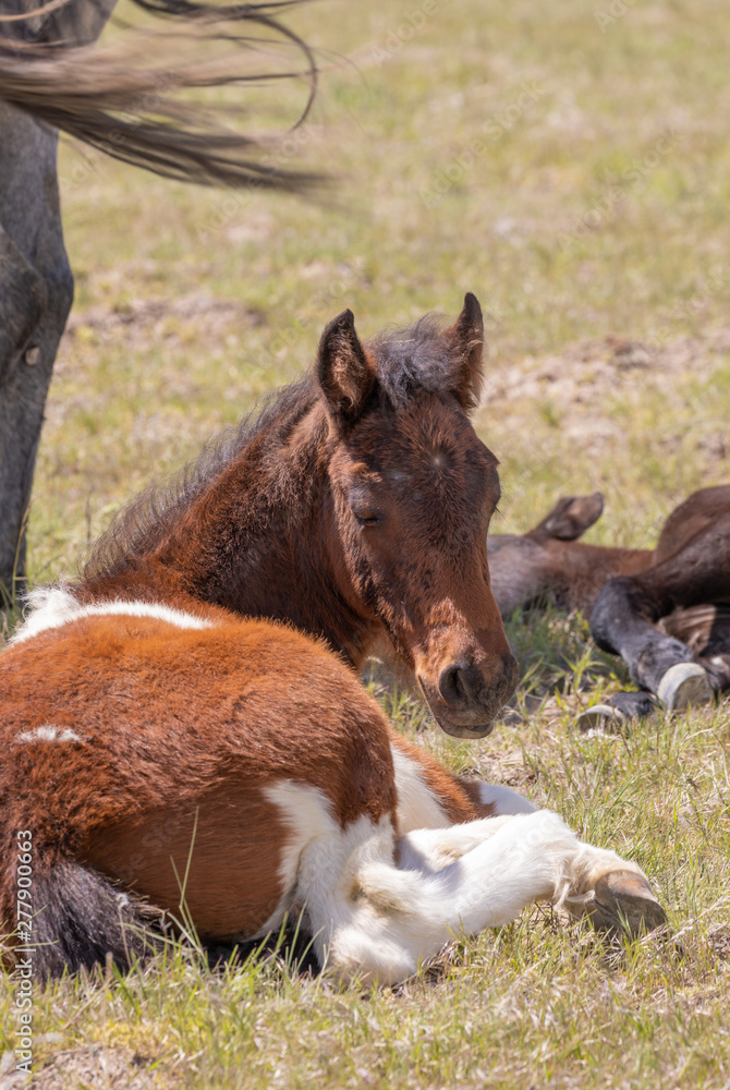 Cute Wild Horse Foal in the Desert Cute Wild Horse Foal in the Desert