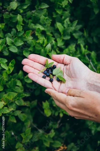 Fistful of Blueberries. Harvesting fresh blueberries in the forest