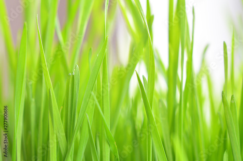 Fresh green grass with dew drops closeup.Wallpaper. Natural background, green leaves with morning dew after rain. Close-up.