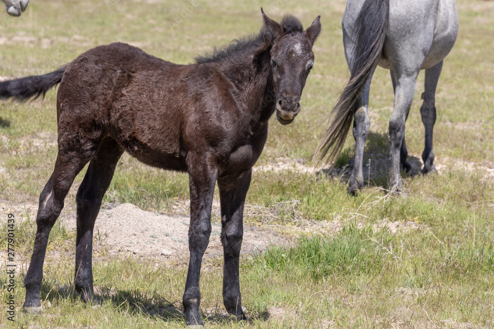 Cute Wild Horse Foal in the Desert Cute Wild Horse Foal in the Desert