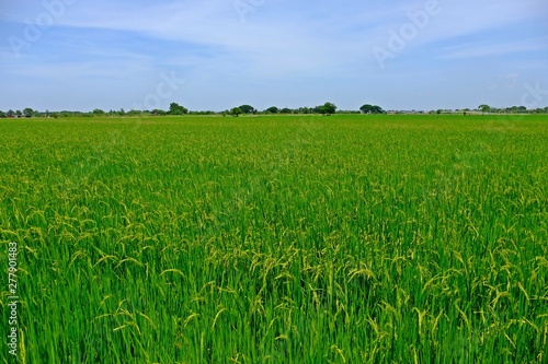 Rice field turning gold with blue sky.