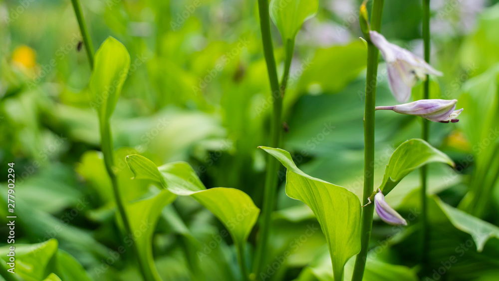Hosta flowers in the garden. green grass background. close-up, copy space. Funkia, plantain lilies. Hosta flowers in the garden. green grass background. close-up, copy space. Funkia, plantain lilies.