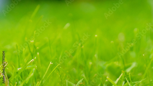 green blurred grass on background. abstract nature texture. close-up, copy space.