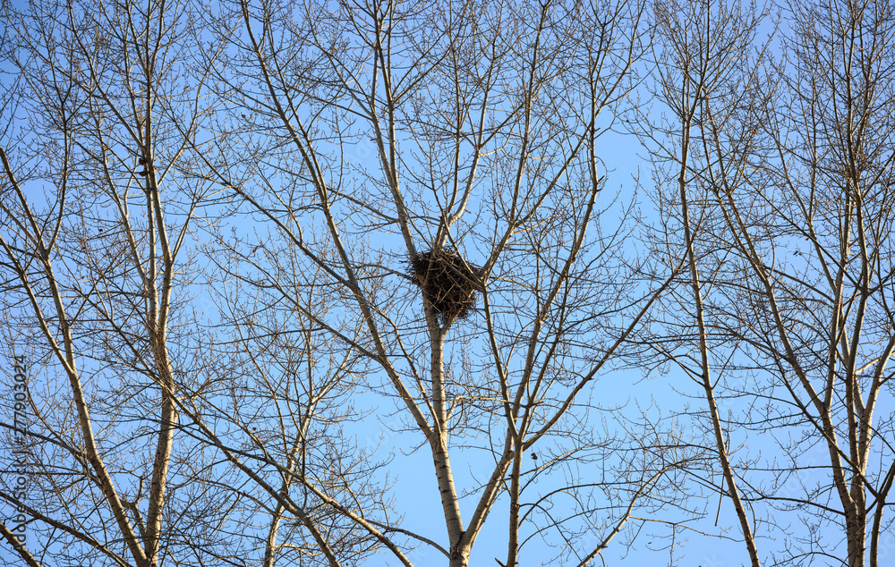 nest in a tree under the sky, northern china area nest in a tree under the sky, northern china area