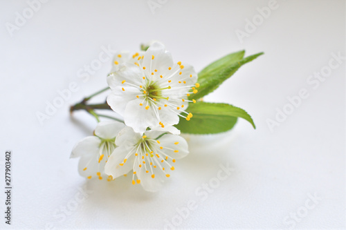 Fototapeta Naklejka Na Ścianę i Meble -  Full blooming of cherry tree on white background.