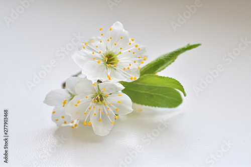 Full blooming of cherry tree on white background.