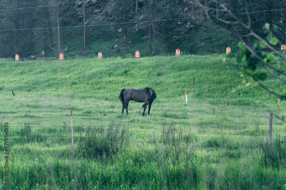 Fototapeta premium Horse is eating green grass on a farm around the forest. 