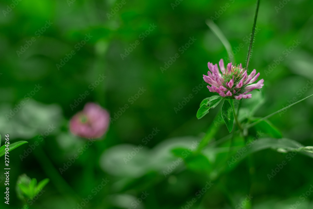flower in garden
