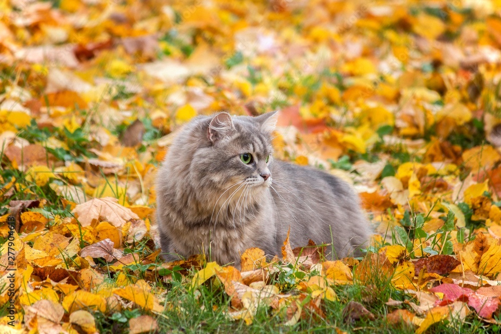 Portrait of beautiful gray kitty on the autumn foliage Portrait of beautiful gray kitty on the autumn foliage