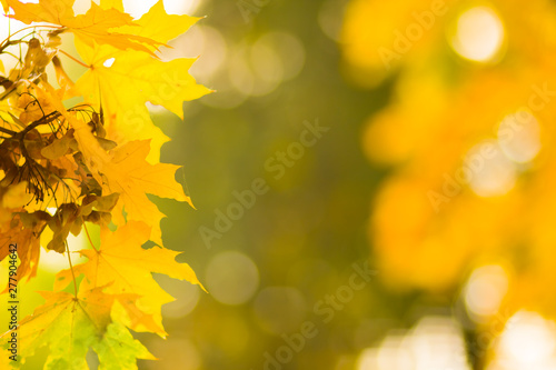Yellow leaves on a tree. Yellow maple leaves on a blurred background. Golden leaves in autumn park. Copy space
