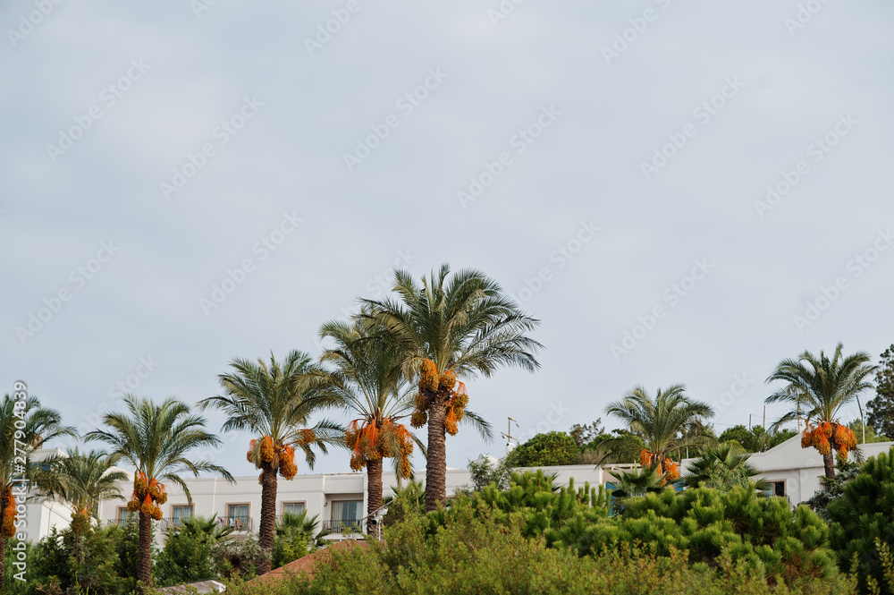 Palm trees with ripe dates at Bodrum, Turkey.