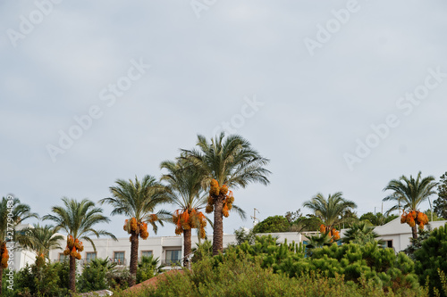 Palm trees with ripe dates at Bodrum, Turkey. © AS Photo Family