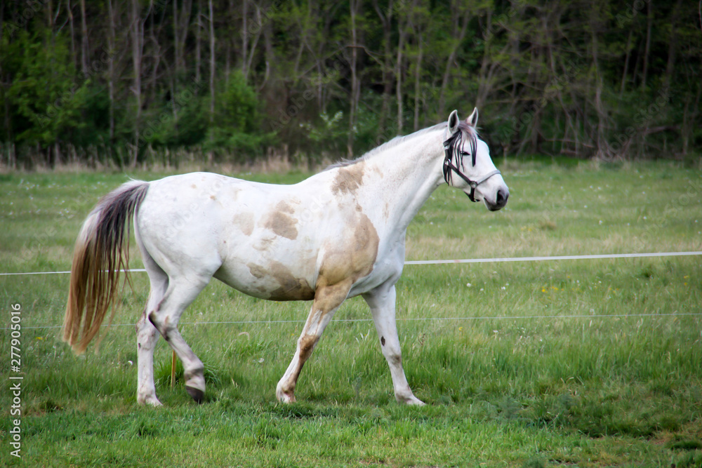 Obraz premium Pferdestudie, Pferd, Pferde auf einer Koppel